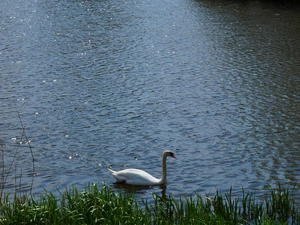 White, Swans, water, Bird, lake
