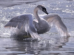 Swans, wings, water