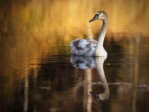 young, water, reflection, Swans