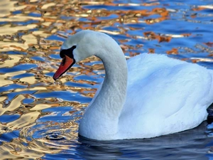 Swans