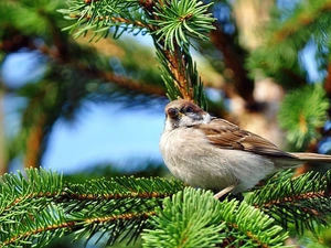 Swierk, sparrow, Twigs