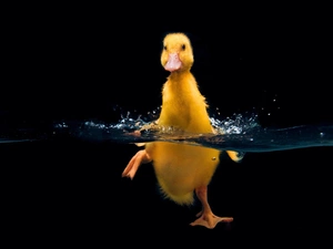 swimming, Ducky, water