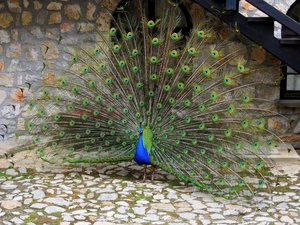 tail, peacock, Beatyfull