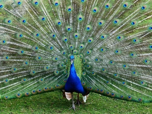 tail, peacock, feather