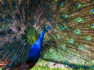 Striped, tail, peacock, Outstretched, Bird