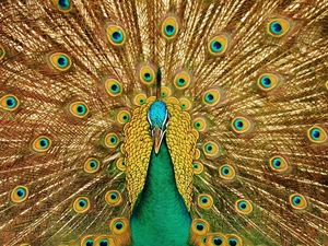 tail, Bird, peacock