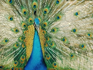 peacock, color, Eyes, tail