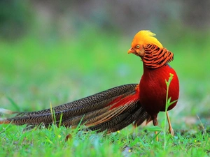 tail, color, pheasant