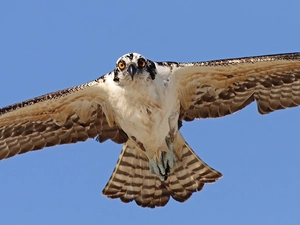 spread, wings, Red-tailed hawk, flight, buzzard