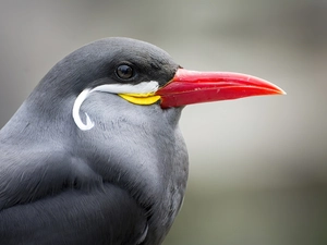 Tern, Red, nose, Tamarin