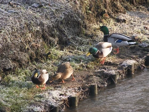 teals, wild, ducks
