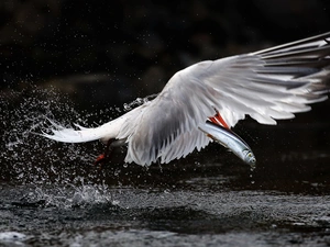 Bird, water, Fishing, Tern