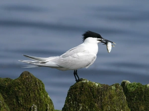 Tern, fish