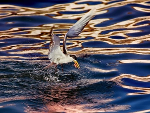 Tern, lake, Waves