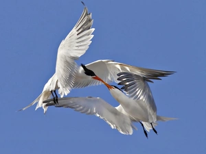 Two, kiss, Sky, terns