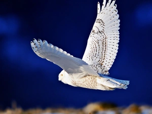 in the air, owl, snow