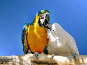 cockatoo, Lod on the beach, ara