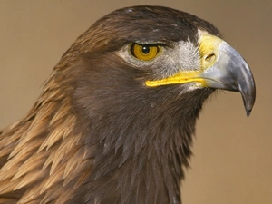 The look, Eagle