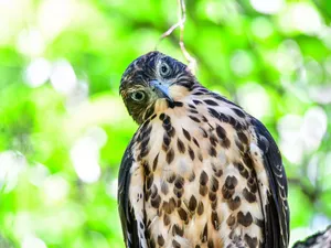 young, The look, green, hawk