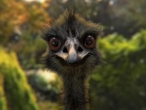 ostrich, The look, Close, Head