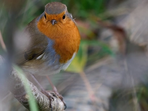 Bird, Lod on the beach, trees, robin