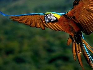 The flying, parrot