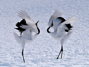 On The Snow, cranes, Japanese