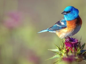 Milk Thistle, Bird, Lazuli Bunting