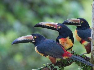 birds, Toucan, branch, Three