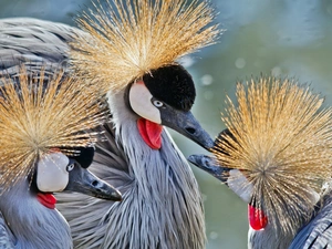 Three, cranes