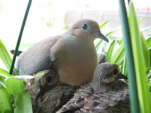 Three, Doves