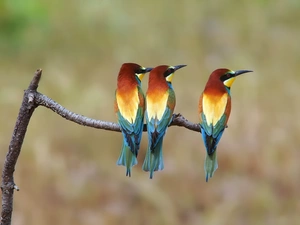 Three, Bee-eaters