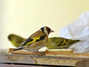 Three, Goldfinches