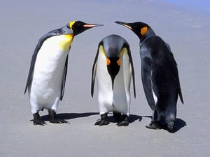 Three, penguin