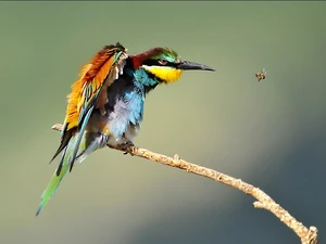 colors, birdies, bow tie