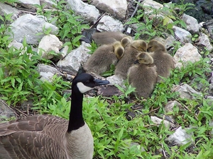 goose, Stones, green, Tiny