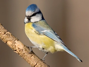tit Blue Tit, tip, branch, blue