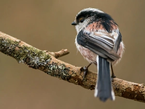 Bird, Long-tailed Tit