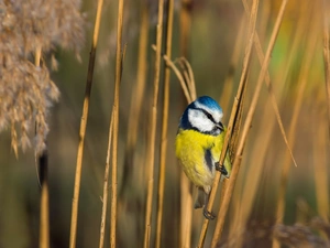 cane, grass, tit, Tit Ordinary, Bird