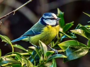 Bird, Green, twig, tit