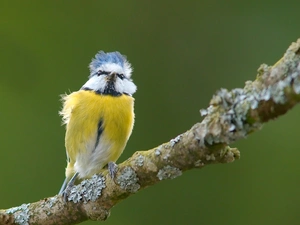 branch, tit, Blue Tit