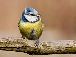 branch, tit, Blue Tit