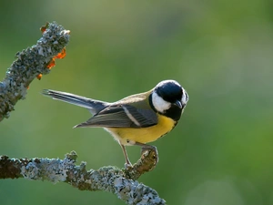 branch, tit, Great Tit