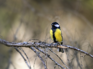 branch, tit, Great Tit