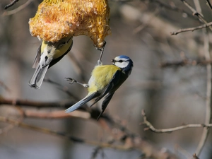 Chickadees, Eurasian Blue Tit