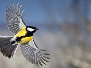 flight, tit, Great Tit