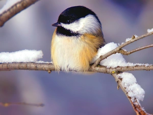 twig, tit, Great Tit, snow