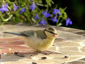 birdies, Tit Ordinary, grains, tit