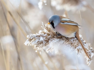 plant, Bird, Bearded Tit