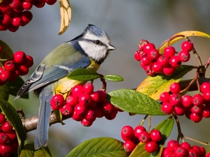 branch pics, Scarlet firethorn, Tit Ordinary, Bird, tit
